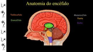 Anatomia do encéfalo
Ponte
Bulbo
Mesencefalo
Diencéfalo
Teléncefalo
 