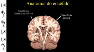 Anatomia do encéfalo
Substância
Branca
Substância
Cinzenta ou Córtex
 