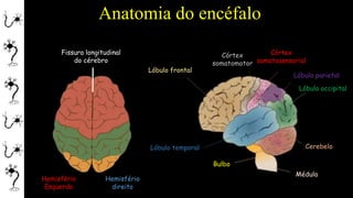 Anatomia do encéfalo
Lóbulo temporal
Lóbulo occipital
Lóbulo parietal
Lóbulo frontal
Córtex
somatomotor
Córtex
somatosensorial
Bulbo
Médula
Cerebelo
Fissura longitudinal
do cérebro
Hemisfério
Esquerdo
Hemisfério
direito
 