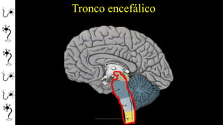 Tronco encefálico
 