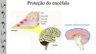 Proteção do encéfalo
 