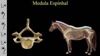 Medula Espinhal
 