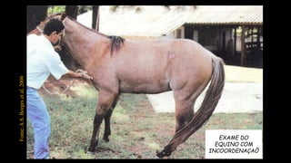 EXAME DO
EQUINO COM
INCOORDENAÇAÕ
Fonte:A.S.Borgesetal,2000
 