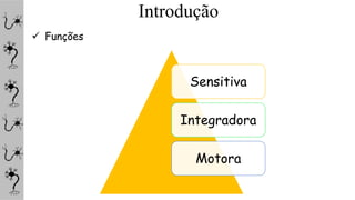 Introdução
 Funções
Sensitiva
Integradora
Motora
 