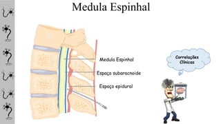 Medula Espinhal
Medula Espinhal
Espaço subaracnoide
Espaço epidural
Correlações
Clínicas
 