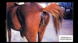 SÍNDROME DA
CAUDA EQUINA
Fonte:A.S.Borgesetal,2000
 