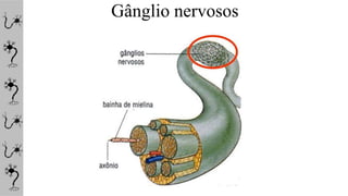 Gânglio nervosos
 