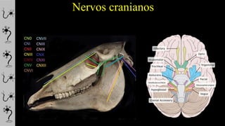 Nervos cranianos
 