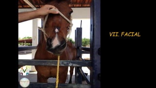 VII. FACIAL
 