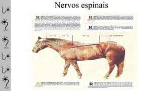 Nervos espinais
 