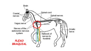 PLEXO
BRAQUIAL
 