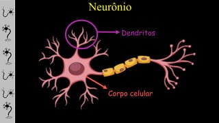 Neurônio
Corpo celular
Dendritos
 