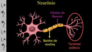 Neurônio
Bainha de
mielina
Nódulo de
Ranvier
Terminal
axônico
 