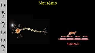Neurônio
400KM/h
 