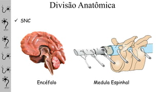 Divisão Anatômica
 SNC
Encéfalo Medula Espinhal
 