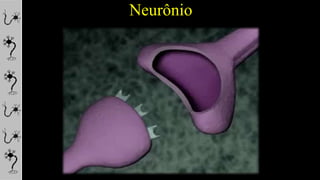Neurônio
 