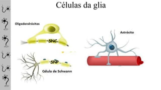 Células da glia
SNC
SNP
 