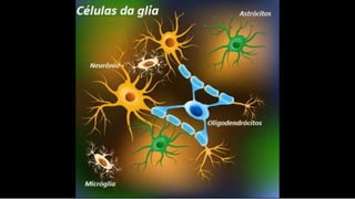 Células da glia
 