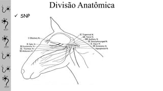 Divisão Anatômica
 SNP
 