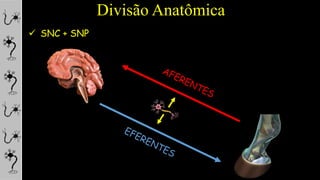 Divisão Anatômica
 SNC + SNP
 