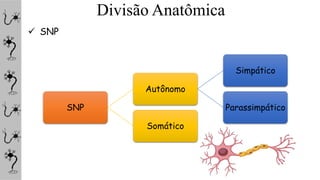 Divisão Anatômica
 SNP
SNP
Autônomo
Simpático
Parassimpático
Somático
 