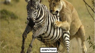 Divisão Anatômica
SIMPÁTICO
 
