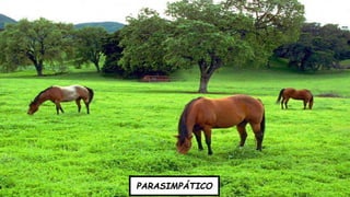 Divisão Anatômica
PARASIMPÁTICO
 