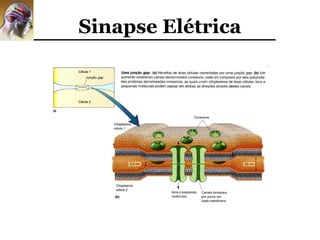 Sinapse Elétrica
 