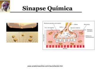 Sinapse Química




 www.anatomiaonline.com/neuro/tecido.htm
 