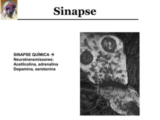 Sinapse


SINAPSE QUÍMICA 
Neurotransmissores:
Acetilcolina, adrenalina
Dopamina, serotonina
 