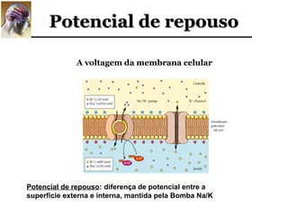 Potencial de repouso

              A voltagem da membrana celular




Potencial de repouso: diferença de potencial entre a
superfície externa e interna, mantida pela Bomba Na/K
 