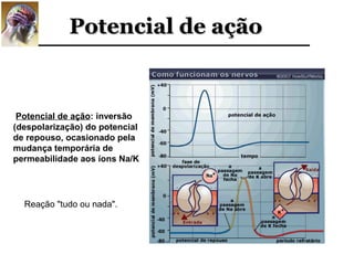 Potencial de ação


 Potencial de ação: inversão
(despolarização) do potencial
de repouso, ocasionado pela
mudança temporária de
permeabilidade aos íons Na/K




  Reação "tudo ou nada".
 