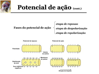 Potencial de ação (cont.)

                                                            etapa de repouso
  Fases do potencial de ação                                etapa de despolarização
                                                            etapa de repolarização


                  Potencial de repouso                 Potencial de ação




Polaridade

                                            Interior
                                           do axônio

                                         Membrana
                                         do axônio
Distribuição
  de íons

 Íons orgânicos
    negativos

                                                                Direção do impulso
 