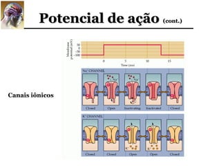 Potencial de ação (cont.)




Canais iônicos
 