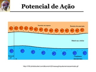 Potencial de Ação




http://i100.photobucket.com/albums/m32/maxaug/impulsonervosoanimado.gif
 