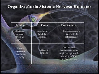 Organização do Sistema Nervoso Humano



   Divisão          Partes    Funções Gerais

   Sistema      Encéfalo e      Processamento e
   Nervoso       Medula          Integração de
   Central       Espinhal         informações
    (SNC)


   Sistema                       Condução de
                  Nervos e    informações entre
    Nervoso
                  gânglios   órgão receptores de
   Periférico
     (SNP)                   estímulos, o SNC e
                                órgãos efetores
 