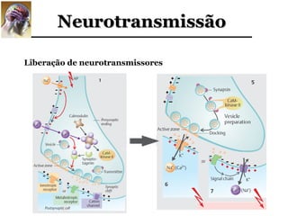 Neurotransmissão

Liberação de neurotransmissores
 