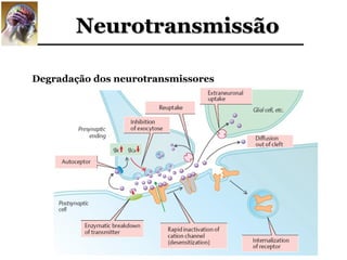Neurotransmissão

Degradação dos neurotransmissores
 