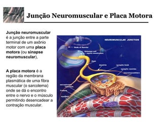 Junção Neuromuscular e Placa Motora

Junção neuromuscular
é a junção entre a parte
terminal de um axônio
motor com uma placa
motora (ou sinapse
neuromuscular),


A placa motora é a
região da membrana
plasmática de uma fibra
muscular (o sarcolema)
onde se dá o encontro
entre o nervo e o músculo
permitindo desencadear a
contração muscular.
 
