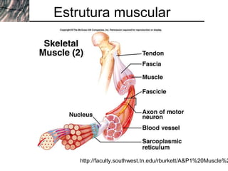 Estrutura muscular




    http://faculty.southwest.tn.edu/rburkett/A&P1%20Muscle%2
 
