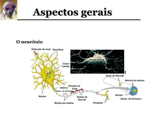 Aspectos gerais

O neurônio
     Detecção de sinal Dendritos



                                                        Corpo celular
                               Corpo
                               celular



                                                                        Nodo de Ranvier

                                                                                          Bainha de mielina

                                      Direção do
                             Axônio      sinal
                         Célula de Schwann

                                                                               Núcleo
          Núcleo                             Nodos de
                                              Ranvier                               Célula de Schwann
                        Bainha de mielina                  Sinapses
 