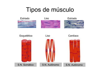 Tipos de músculo
  Estriado       Liso            Estriado




 Esquelético      Liso           Cardíaco




S.N. Somático   S.N. Autônomo   S.N. Autônomo
 