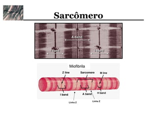 Sarcômero




  Miofibrila




               Linha Z
  Linha Z
 