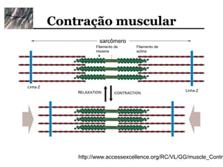 Contração muscular
                     sarcômero
                    Filamento de   Filamento de
                    miosina        actina




Linha Z
                                                     Linha Z




              http://www.accessexcellence.org/RC/VL/GG/muscle_Contra
 