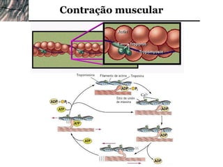 Contração muscular
 