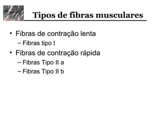 Tipos de fibras musculares

• Fibras de contração lenta
  – Fibras tipo I
• Fibras de contração rápida
  – Fibras Tipo II a
  – Fibras Tipo II b
 