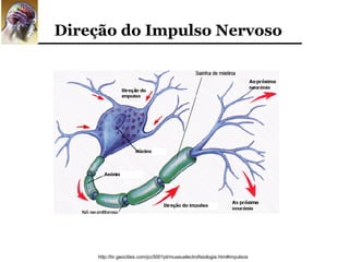 Direção do Impulso Nervoso




     http://br.geocities.com/jcc5001pt/museuelectrofisiologia.htm#impulsos
 