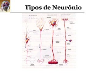 Tipos de Neurônio
 