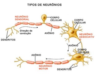 TIPOS DE NEURÔNIOS



        NEURÔNIO                 CORPO
        SENSORIAL                CELULAR           CORPO
                                                   CELULAR


            Direção da
            condução          AXÔNIO
                                                       NEURÔNIO
                                                       ASSOCIATIV
DENDRITOS                                              O

                                              AXÔNIO
                                                     CORPO
                                                     CELULAR
                     AXÔNIO




                         NEURÔNIO
                         MOTOR         DENDRITOS
 