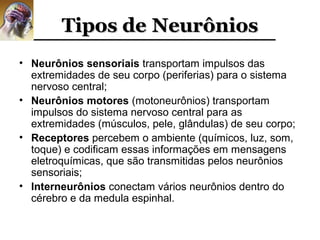 Tipos de Neurônios
• Neurônios sensoriais transportam impulsos das
  extremidades de seu corpo (periferias) para o sistema
  nervoso central;
• Neurônios motores (motoneurônios) transportam
  impulsos do sistema nervoso central para as
  extremidades (músculos, pele, glândulas) de seu corpo;
• Receptores percebem o ambiente (químicos, luz, som,
  toque) e codificam essas informações em mensagens
  eletroquímicas, que são transmitidas pelos neurônios
  sensoriais;
• Interneurônios conectam vários neurônios dentro do
  cérebro e da medula espinhal.
 